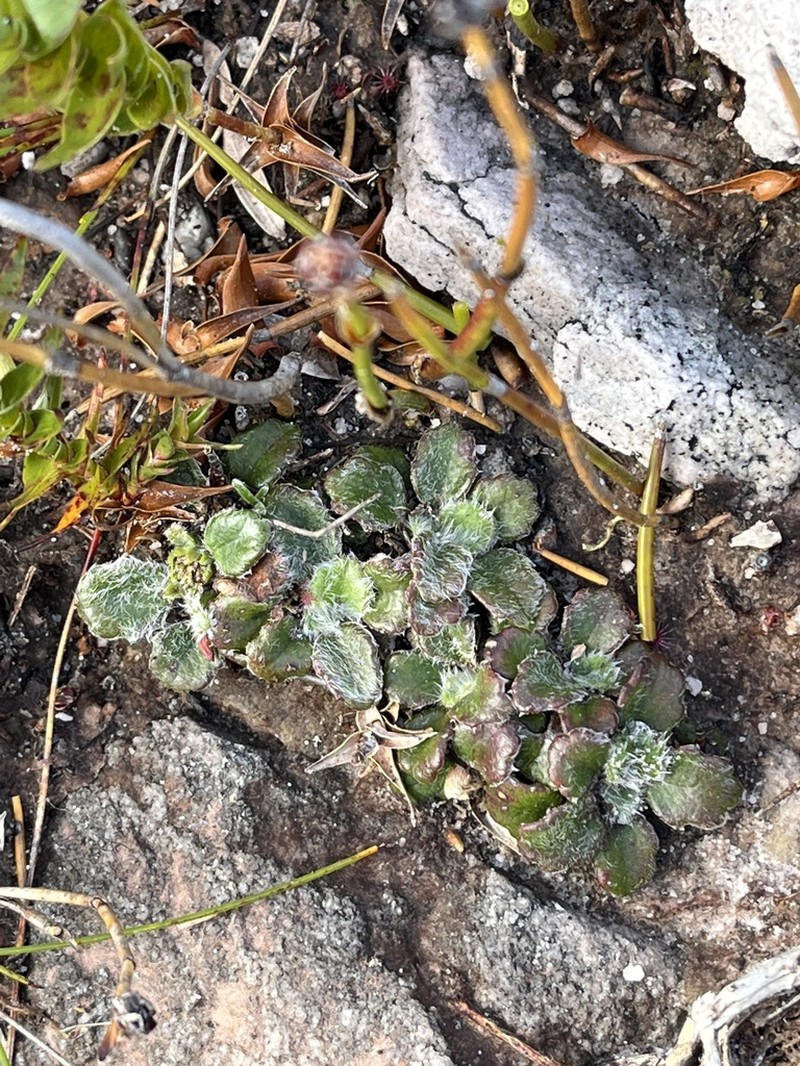 Actinotus bellidioides photo 2