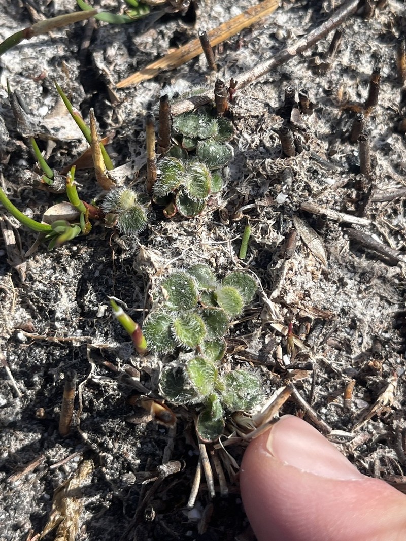 Actinotus bellidioides photo 3