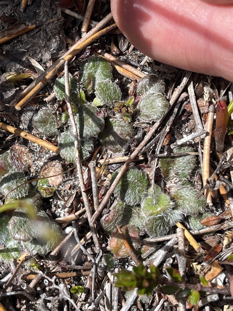 Actinotus bellidioides photo 4