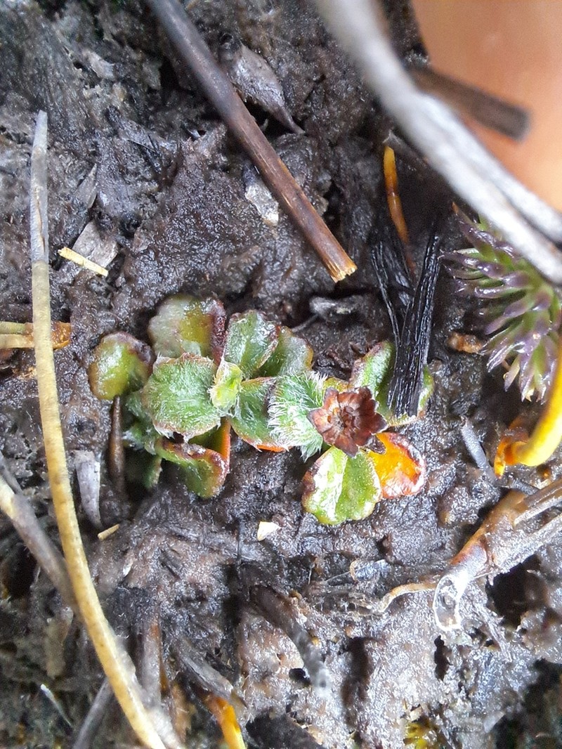 Actinotus bellidioides photo 5
