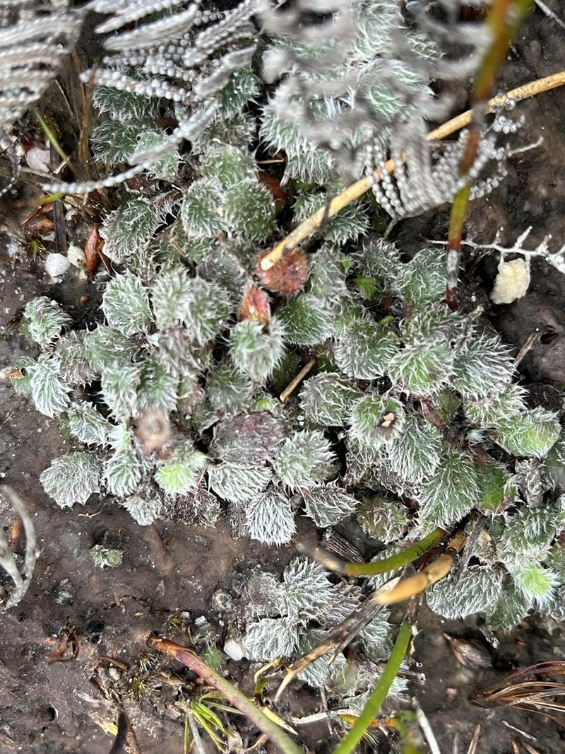 Actinotus bellidioides photo 6