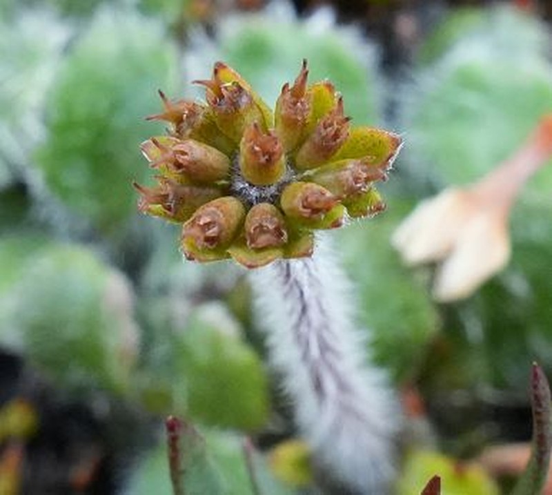Actinotus bellidioides photo 7