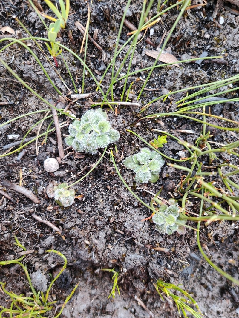 Actinotus bellidioides photo 8