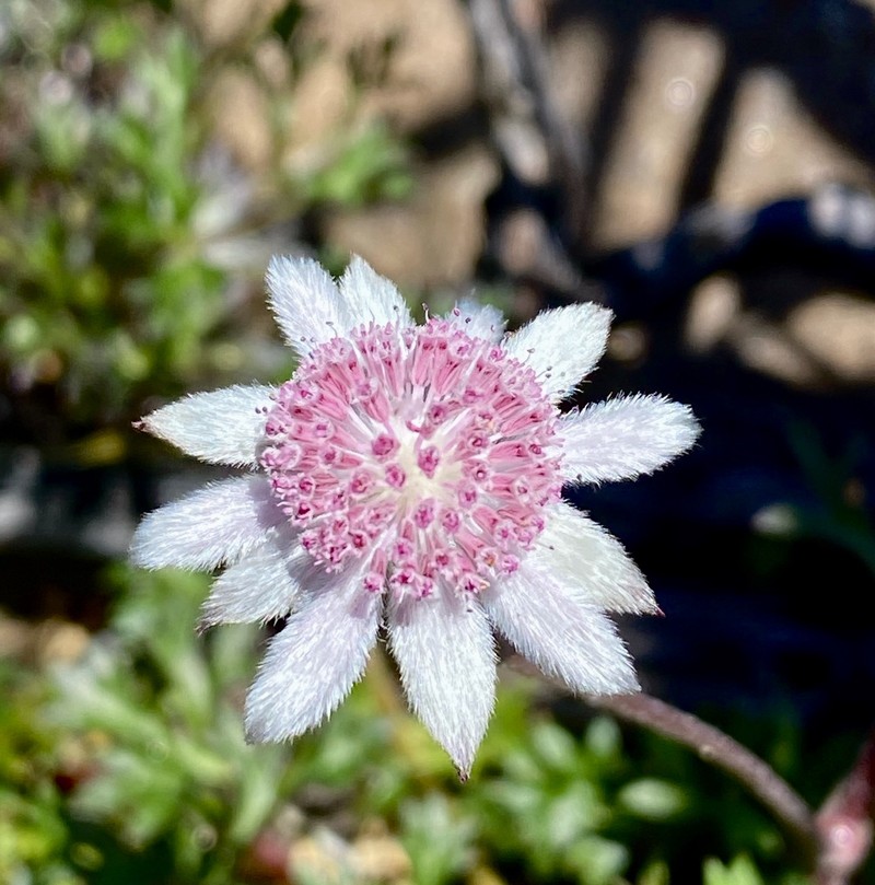 Actinotus forsythii