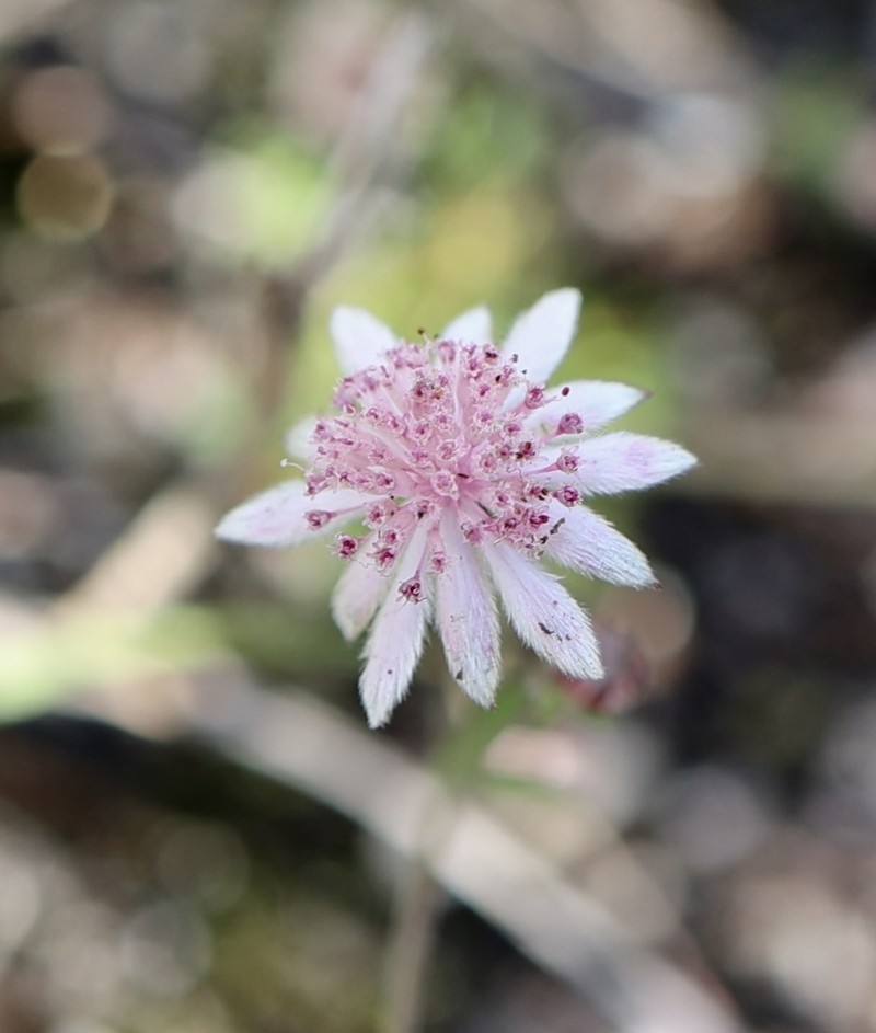 Actinotus forsythii photo 2