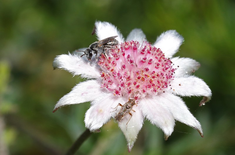 Actinotus forsythii photo 4