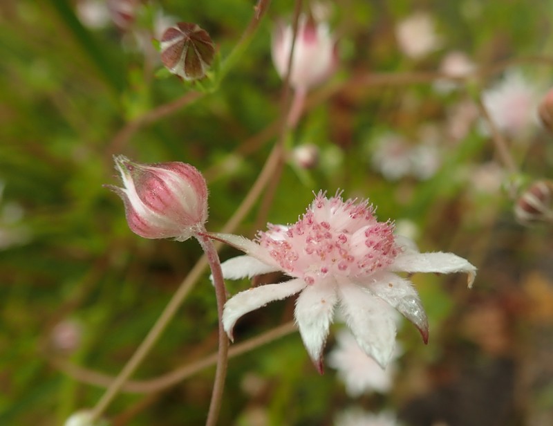 Actinotus forsythii photo 5