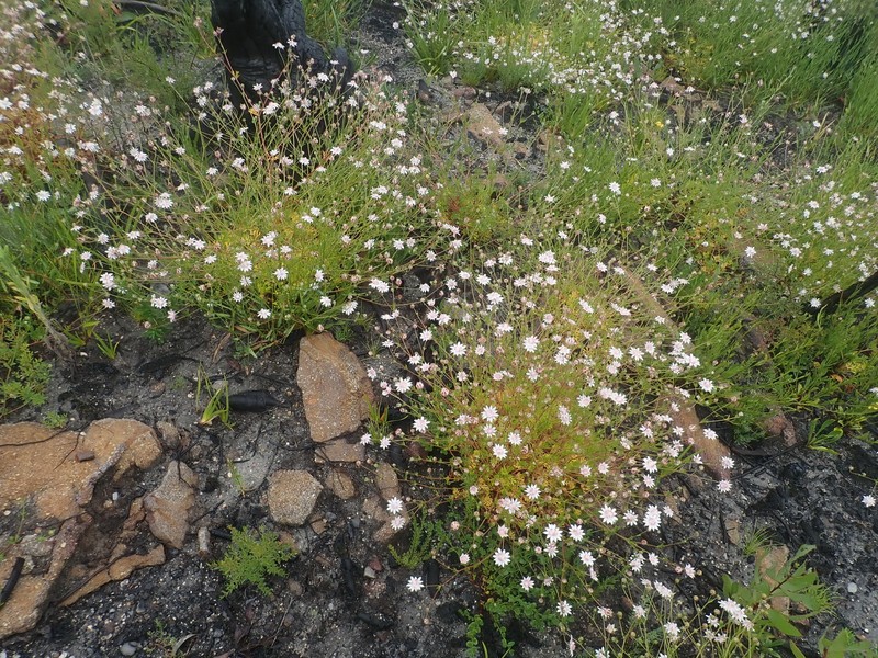 Actinotus forsythii photo 7
