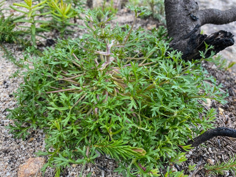 Actinotus forsythii photo 8