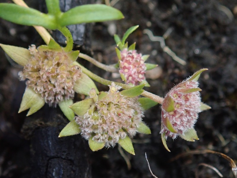 Actinotus gibbonsii