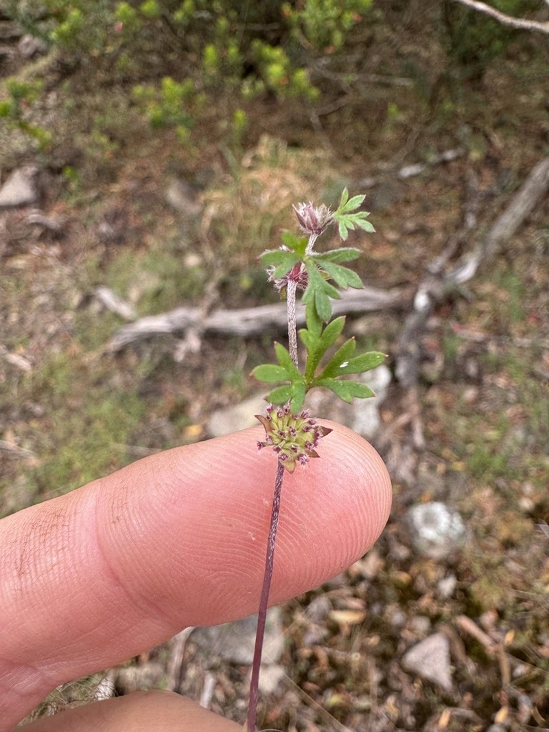 Actinotus gibbonsii photo 2