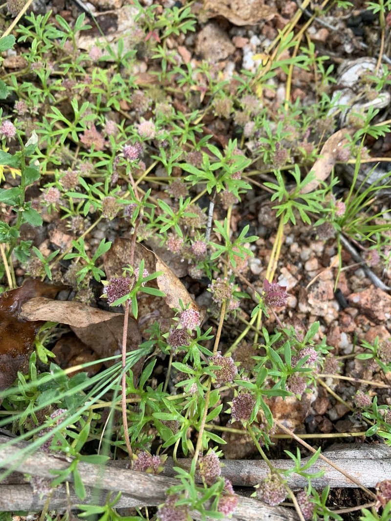 Actinotus gibbonsii photo 3