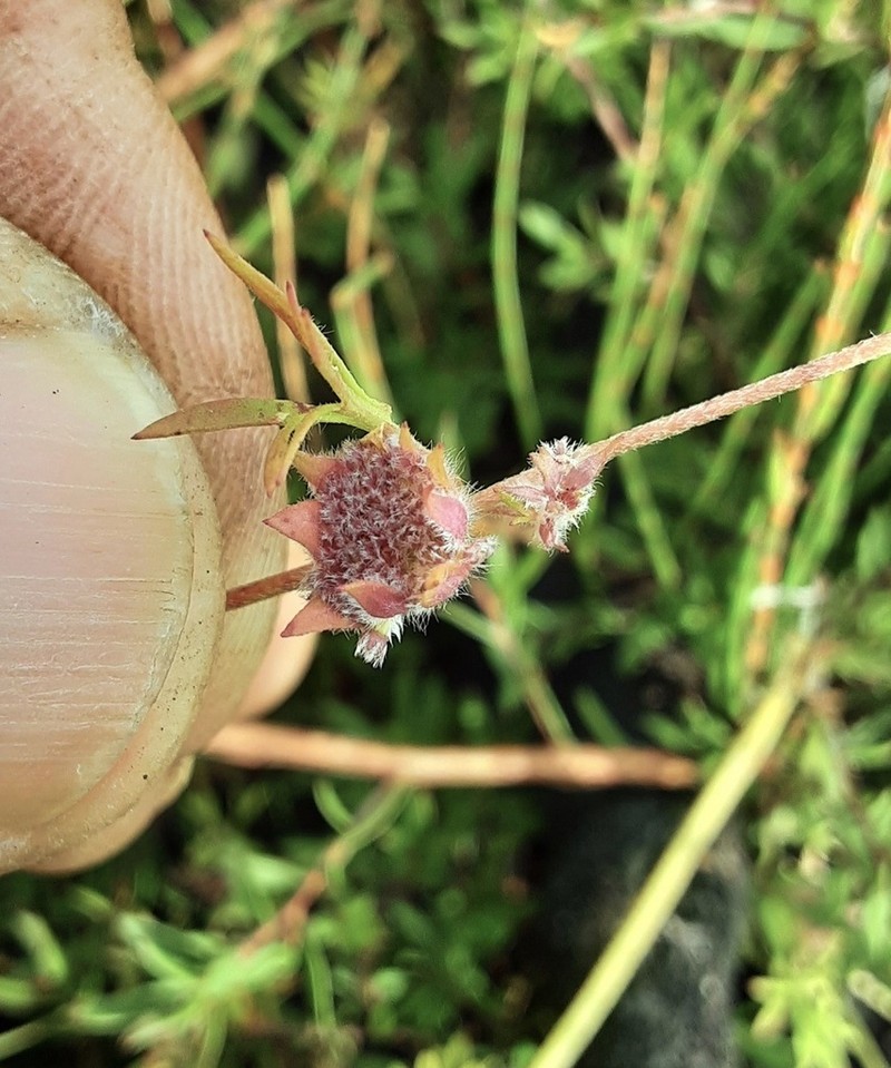 Actinotus gibbonsii photo 4