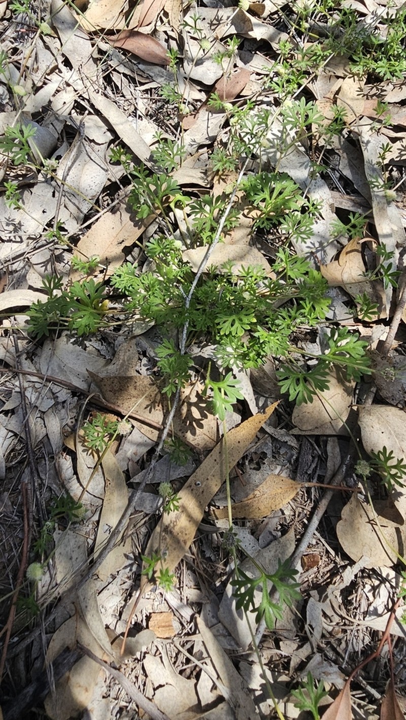 Actinotus gibbonsii photo 5