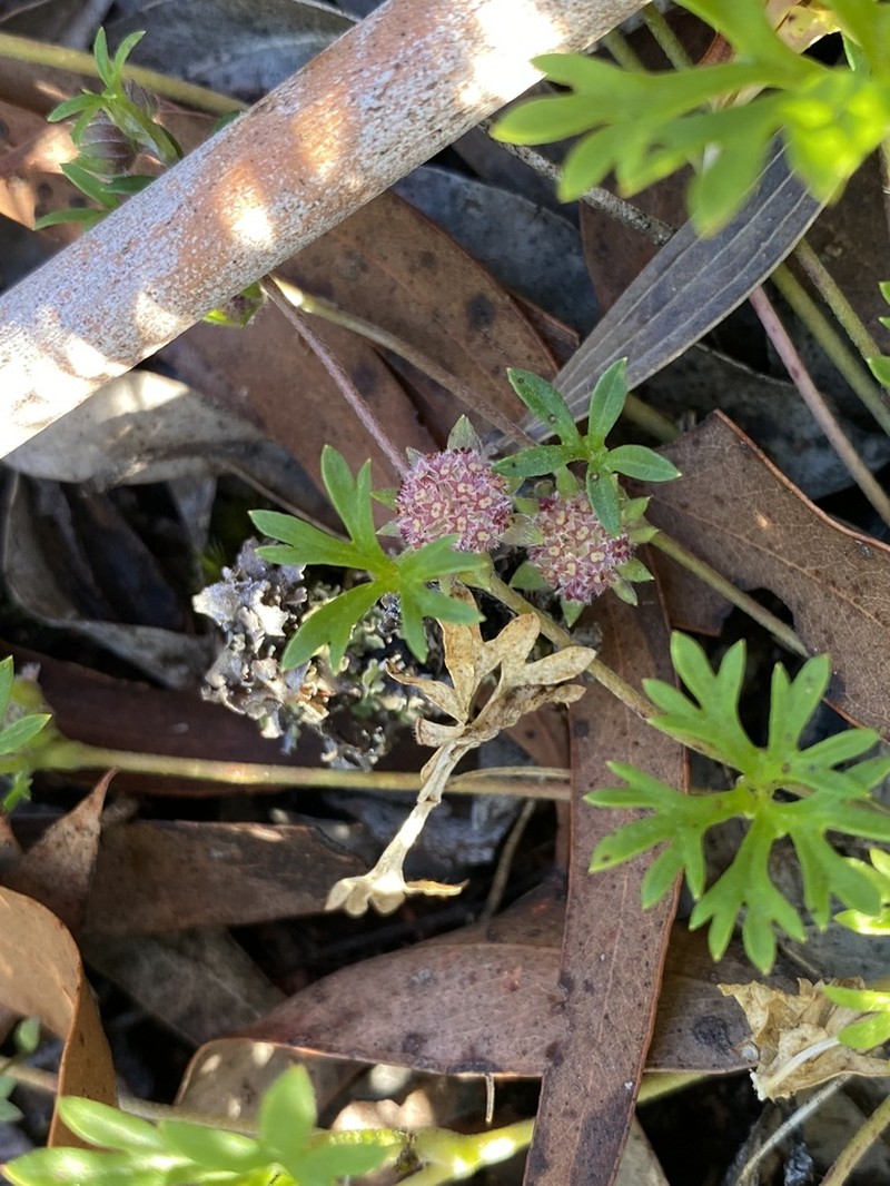 Actinotus gibbonsii photo 7