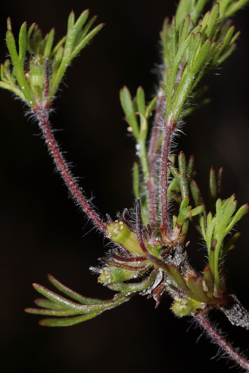 Actinotus glomeratus photo 2