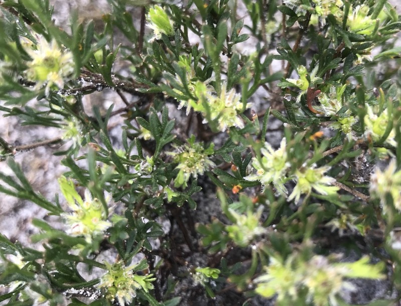 Actinotus glomeratus photo 4