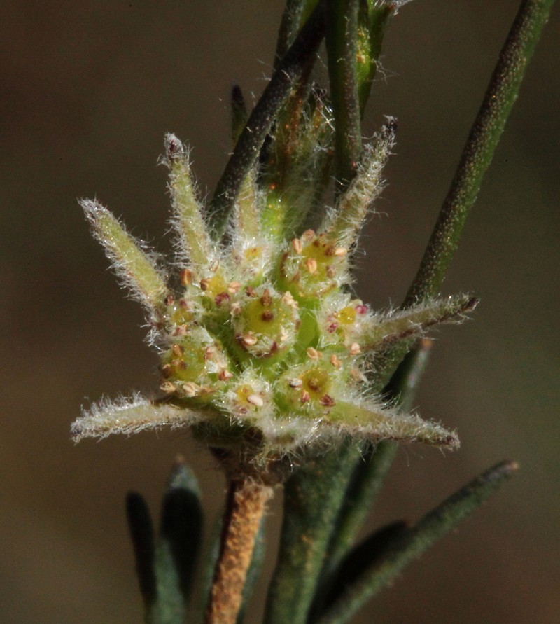 Actinotus glomeratus photo 6