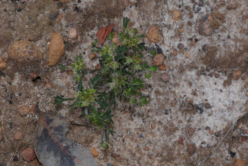 Actinotus glomeratus photo 7