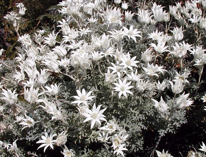 Actinotus helianthi