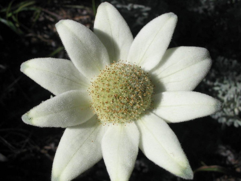 Actinotus helianthi photo 2