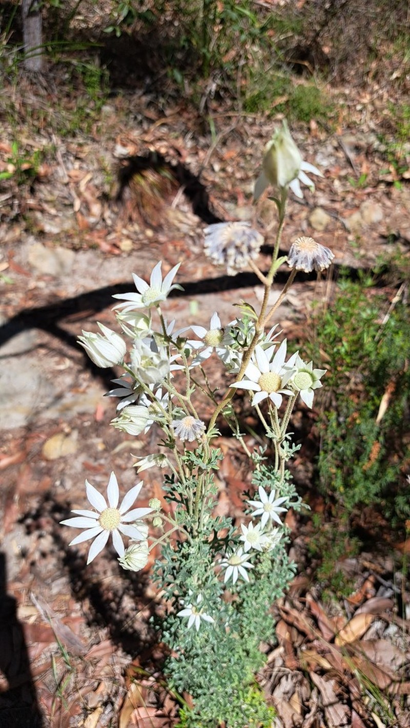 Actinotus helianthi photo 3