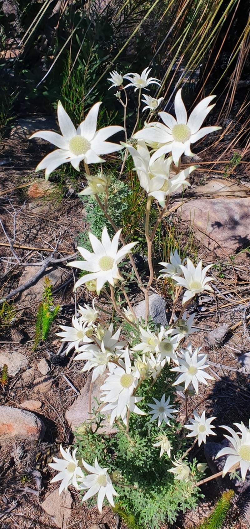 Actinotus helianthi photo 4