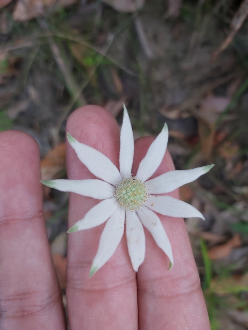 Actinotus helianthi photo 5