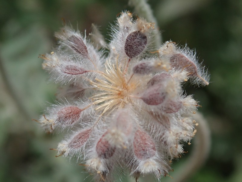 Actinotus helianthi photo 7