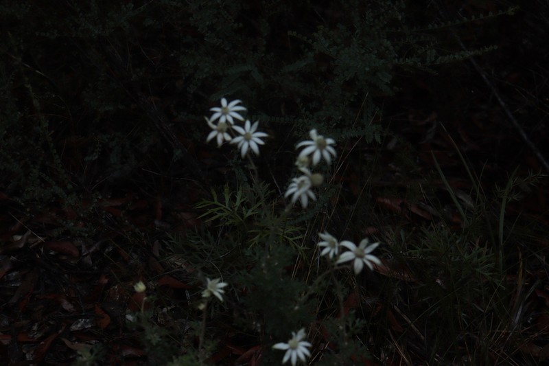 Actinotus helianthi photo 8