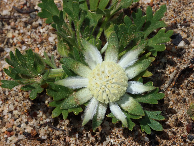 Actinotus humilis