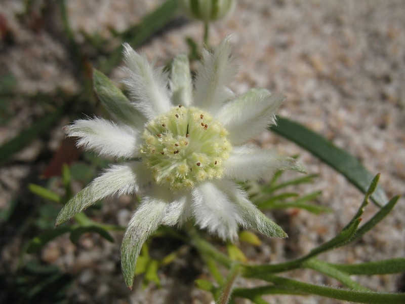 Actinotus humilis photo 2