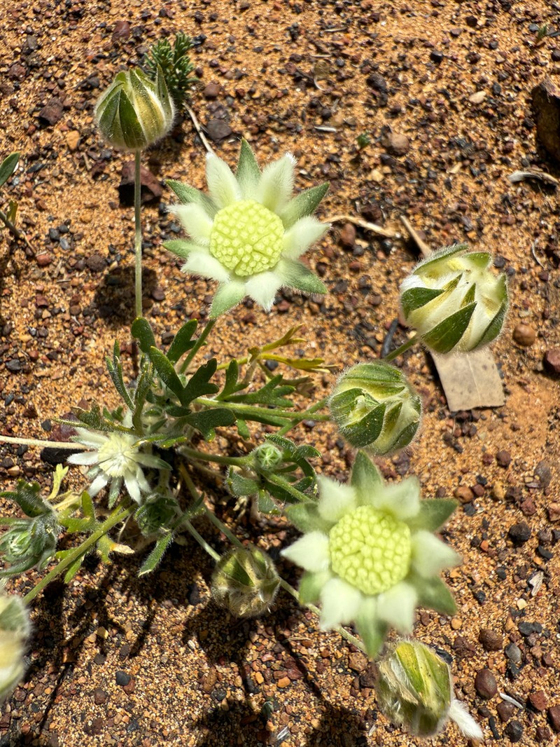 Actinotus humilis photo 3