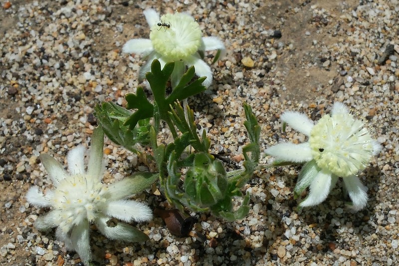 Actinotus humilis photo 4