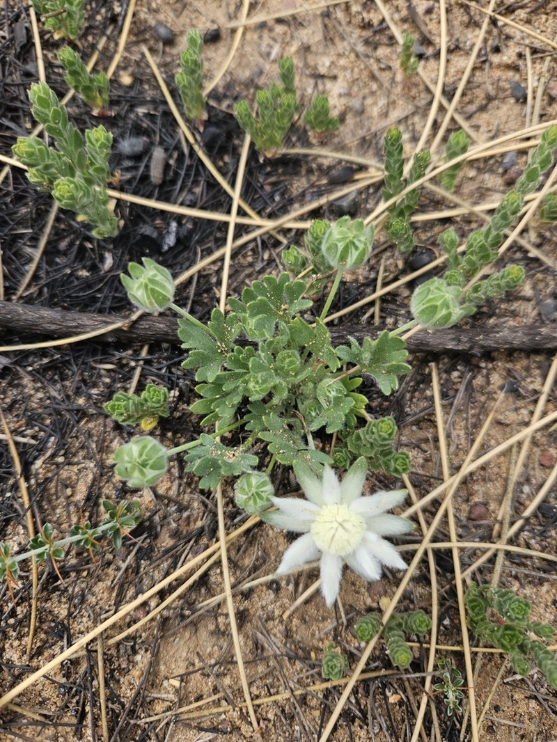 Actinotus humilis photo 5