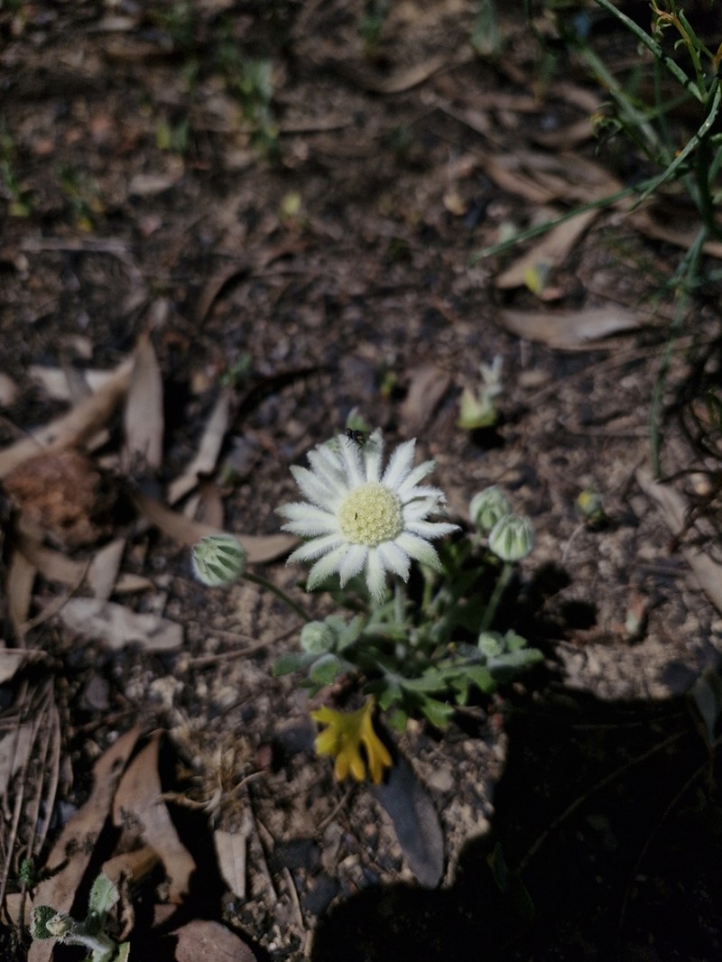 Actinotus humilis photo 6