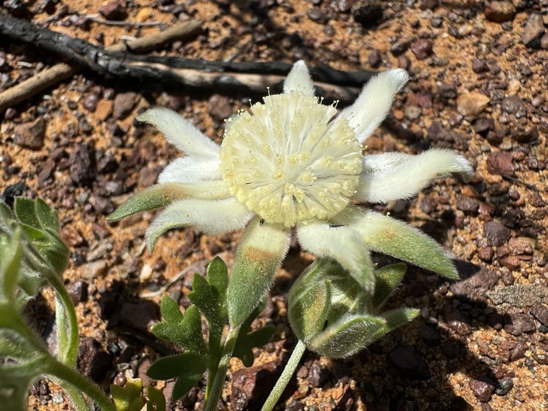Actinotus humilis photo 7