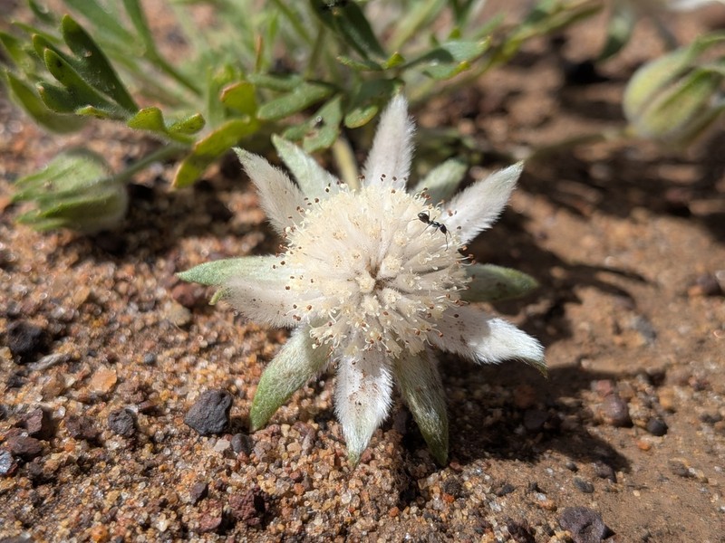 Actinotus humilis photo 8