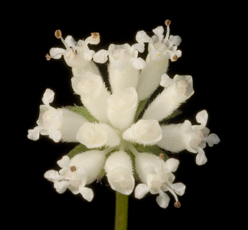 Actinotus laxus