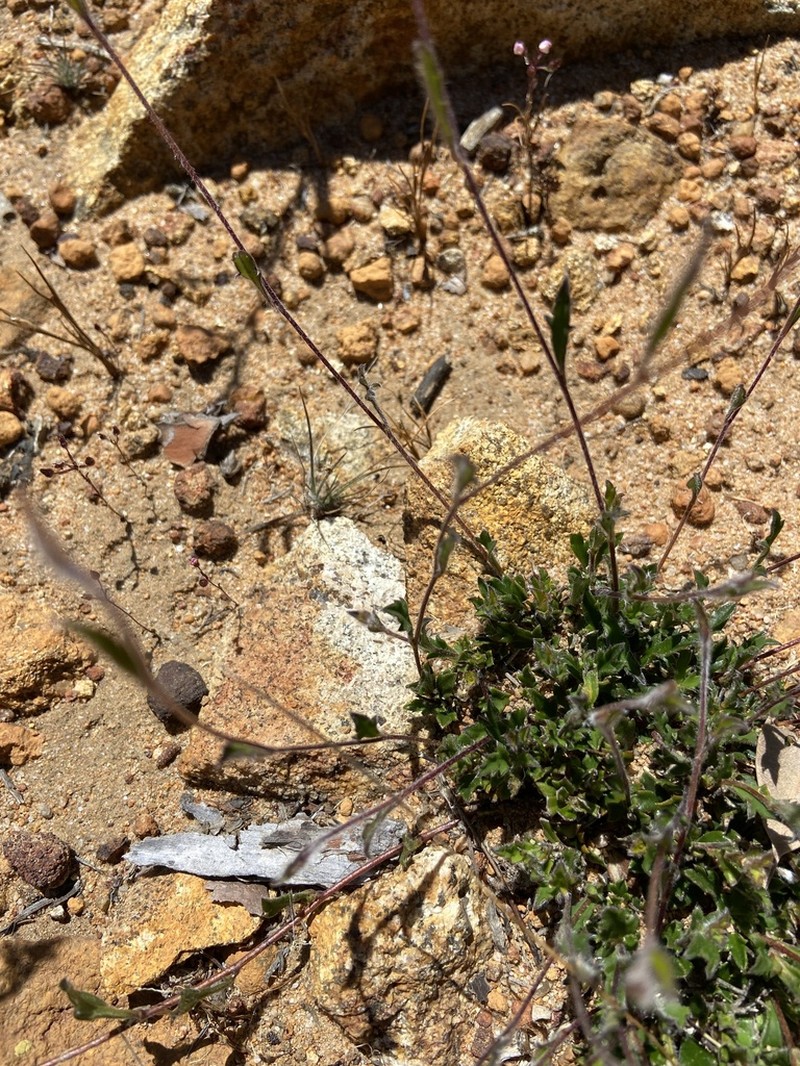Actinotus laxus photo 2