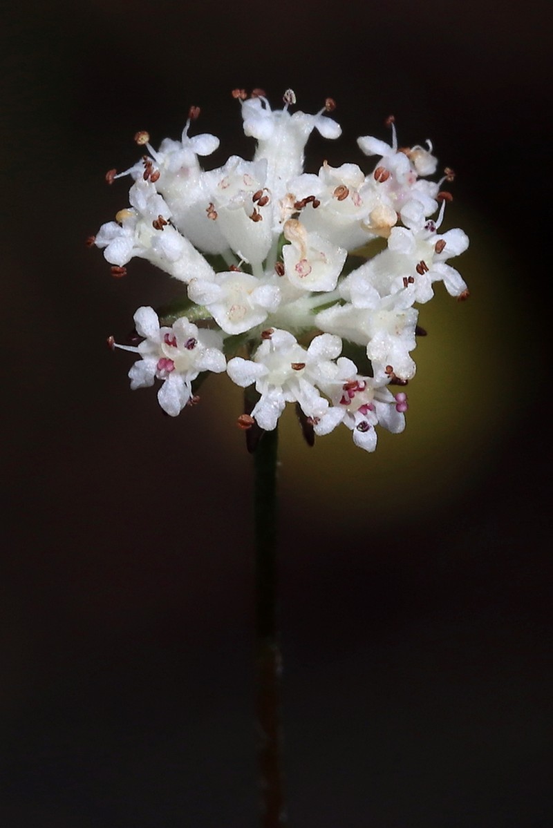 Actinotus laxus photo 3