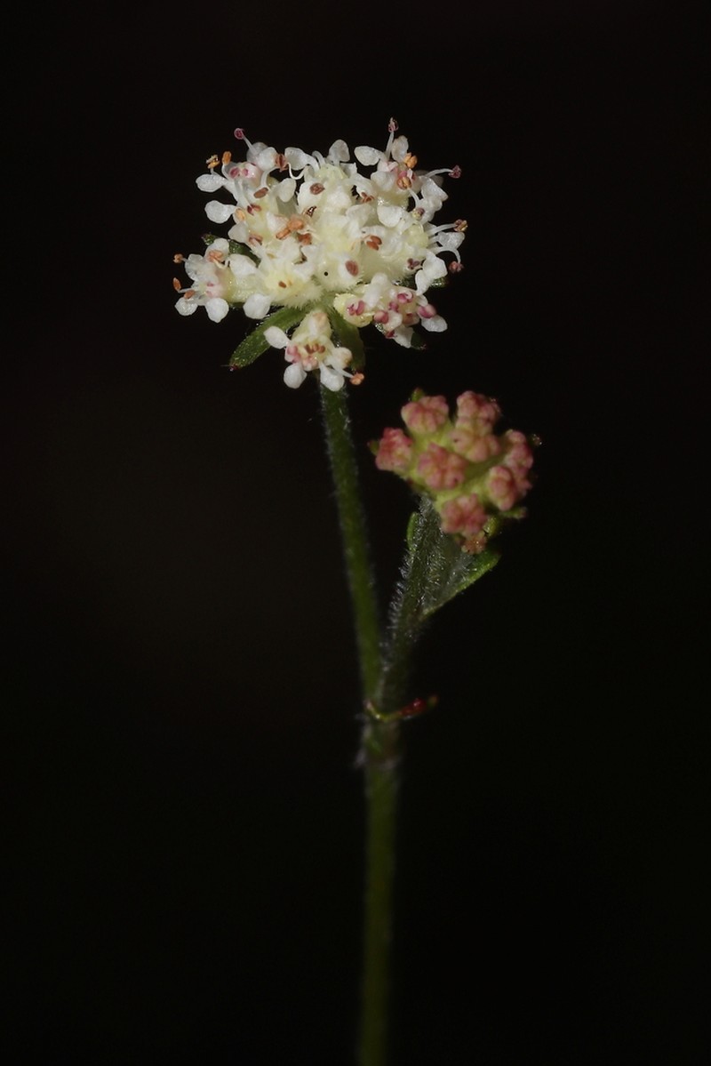Actinotus laxus photo 5