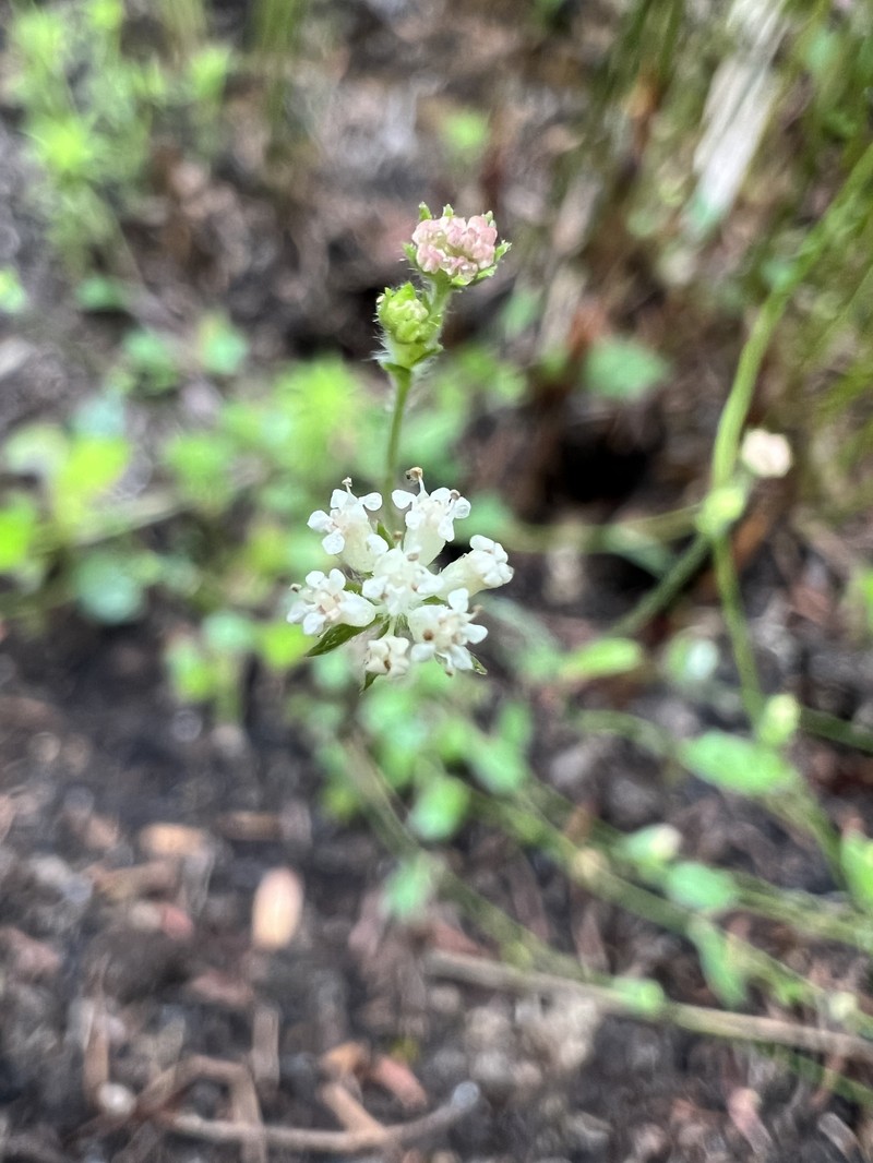 Actinotus laxus photo 6