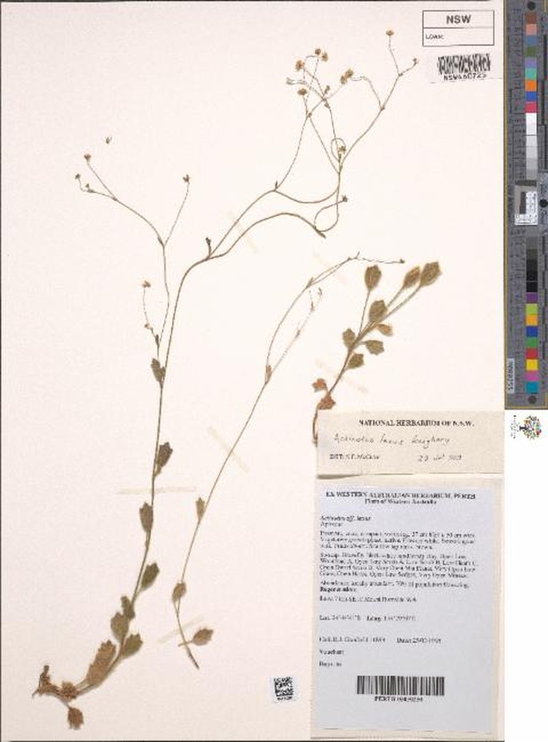 Actinotus laxus photo 8