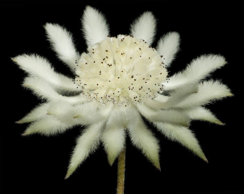 Actinotus leucocephalus