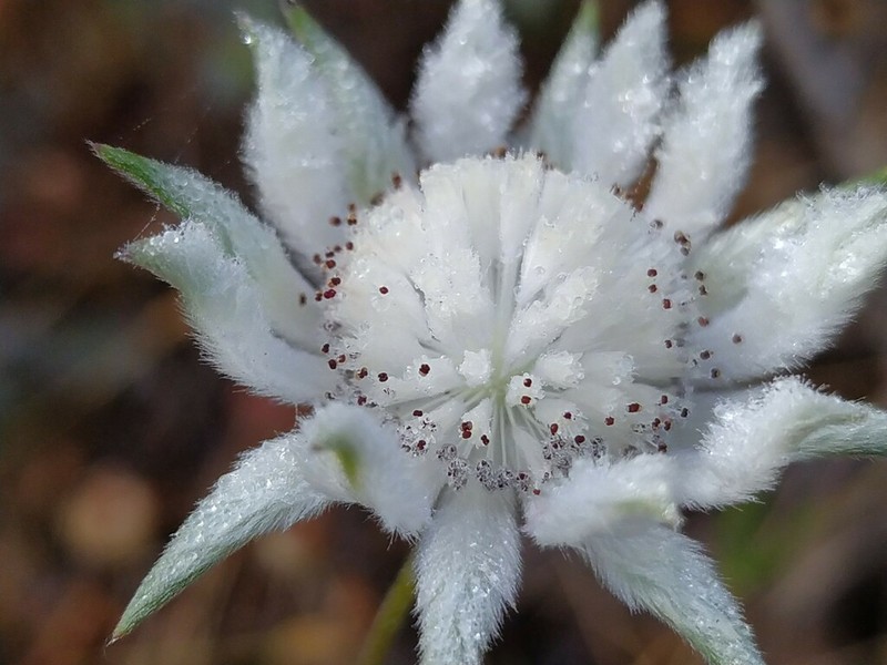 Actinotus leucocephalus photo 2