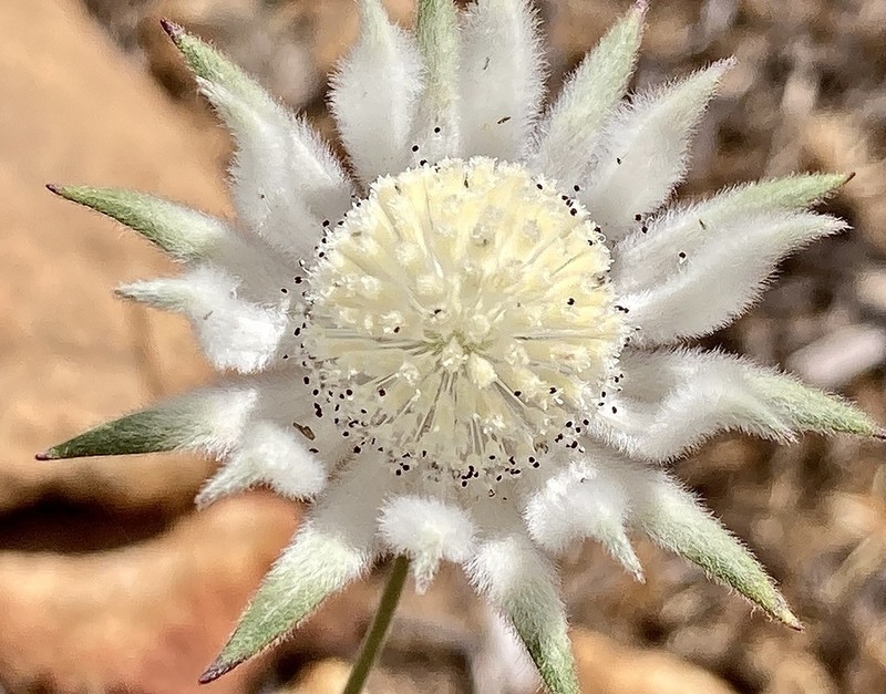 Actinotus leucocephalus photo 3