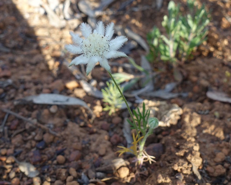 Actinotus leucocephalus photo 4
