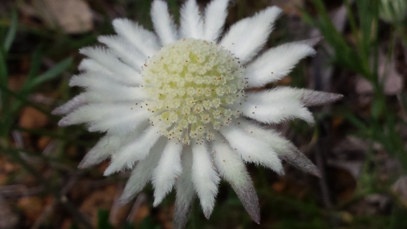 Actinotus leucocephalus photo 5