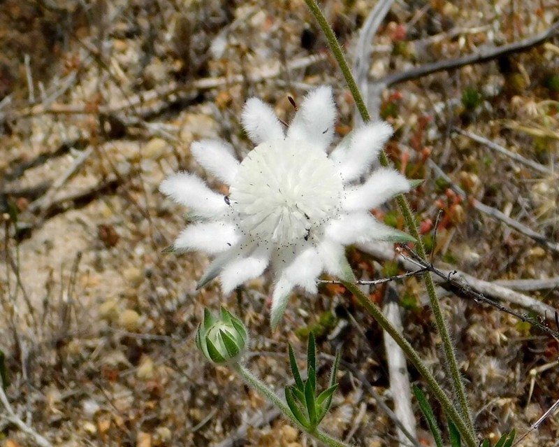 Actinotus leucocephalus photo 6